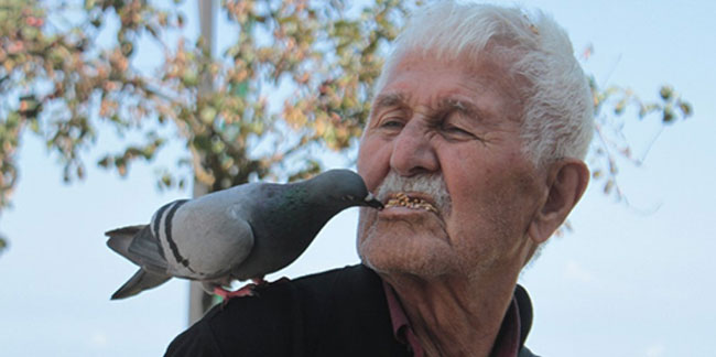 92 yaşındaki adam güvercinleri ağzıyla besliyor
