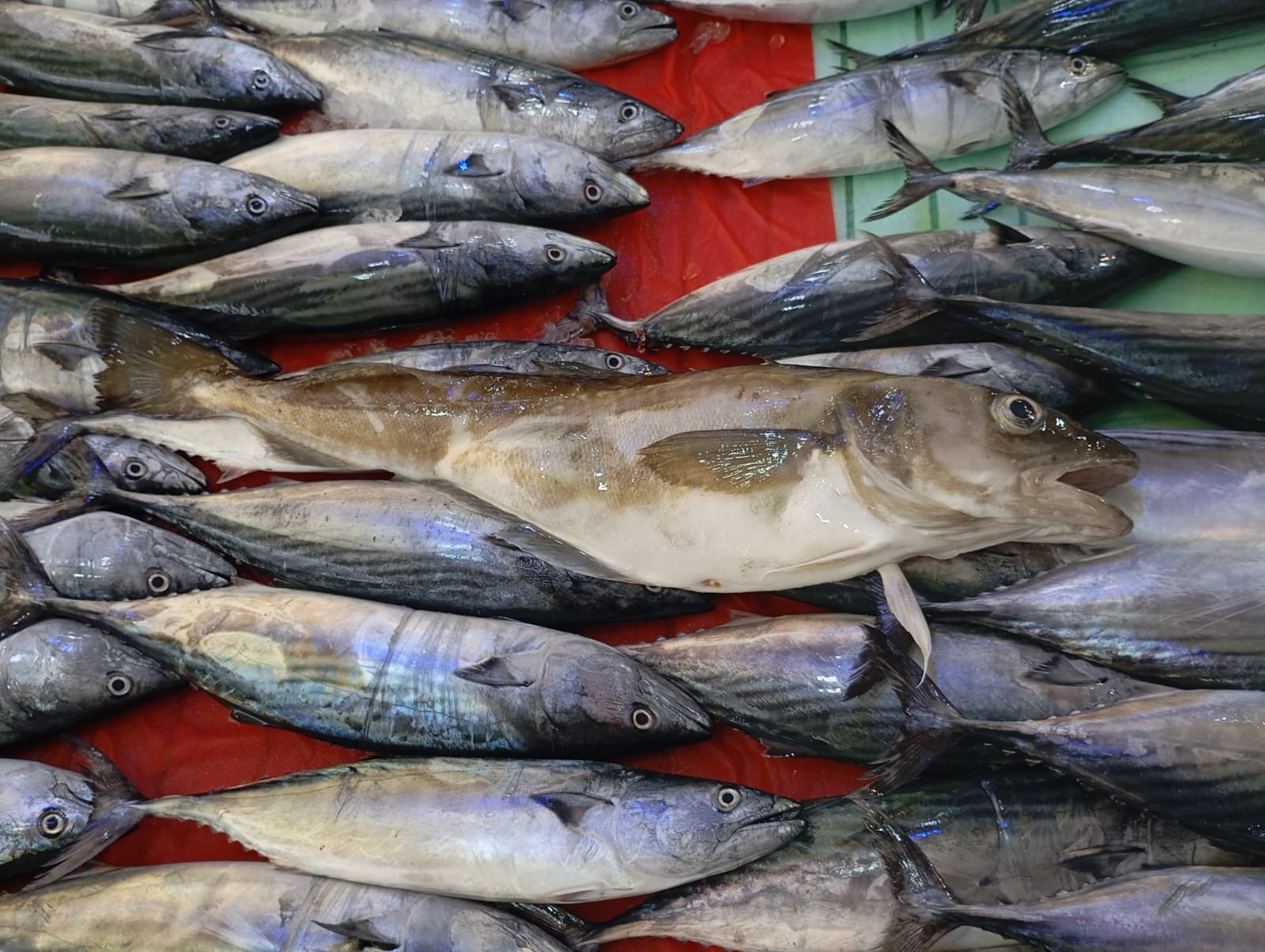 Ordu’da Balıkçıların Ağına 1 Kilogramlık Kanca Mezgit Takıldı