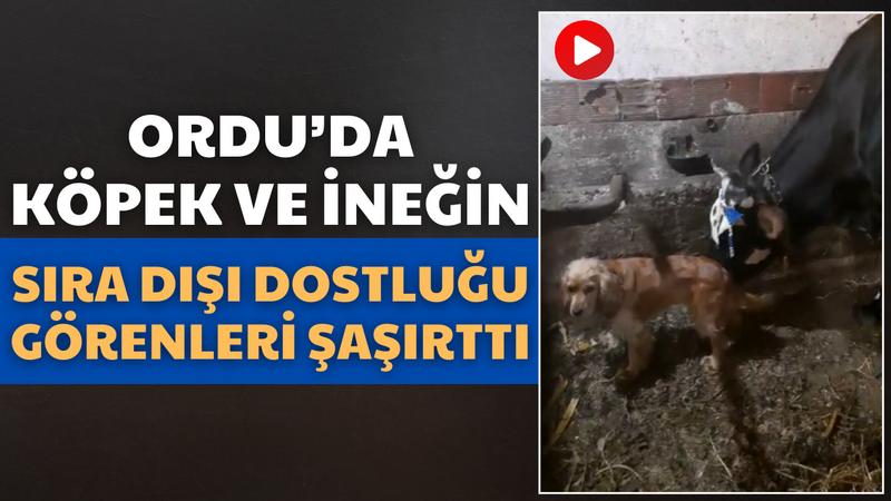 Ordu’da Köpek ve İneğin Sıra Dışı Dostluğu Görenleri Şaşırttı – Ordu Olay Gazetesi