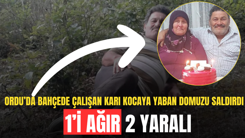 Ordu’da Bahçede Çalışan Karı Kocaya Yaban Domuzu Saldırdı: 1’i Ağır 2 Yaralı – Ordu Olay Gazetesi