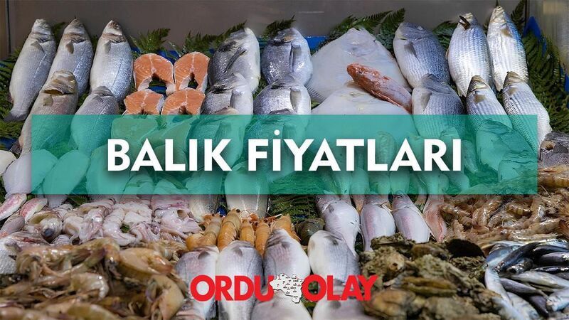 Ordu Balık Fiyatları  – Ordu Olay Gazetesi