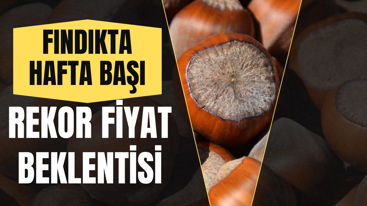 Fındıkta Hafta Başı Rekor Fiyat Beklentisi – Ordu Olay Gazetesi