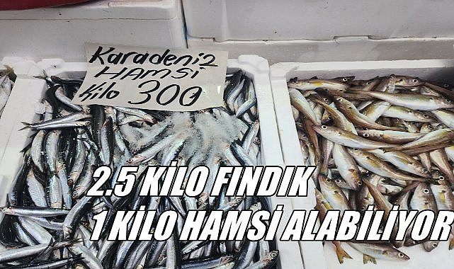 Ordu’da Balık Fiyatları; 2.5 Kilo Fındık 1 Kilo Hamsi Alabiliyor – GÜNDEM