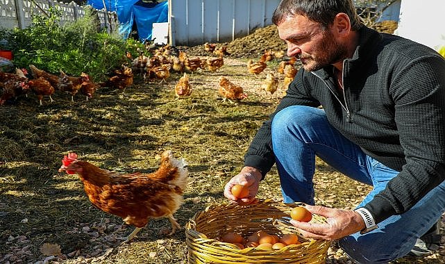 Ordu’da Hedef Yıllık 100 Bin Adet Yumurta Üretimi – GÜNDEM