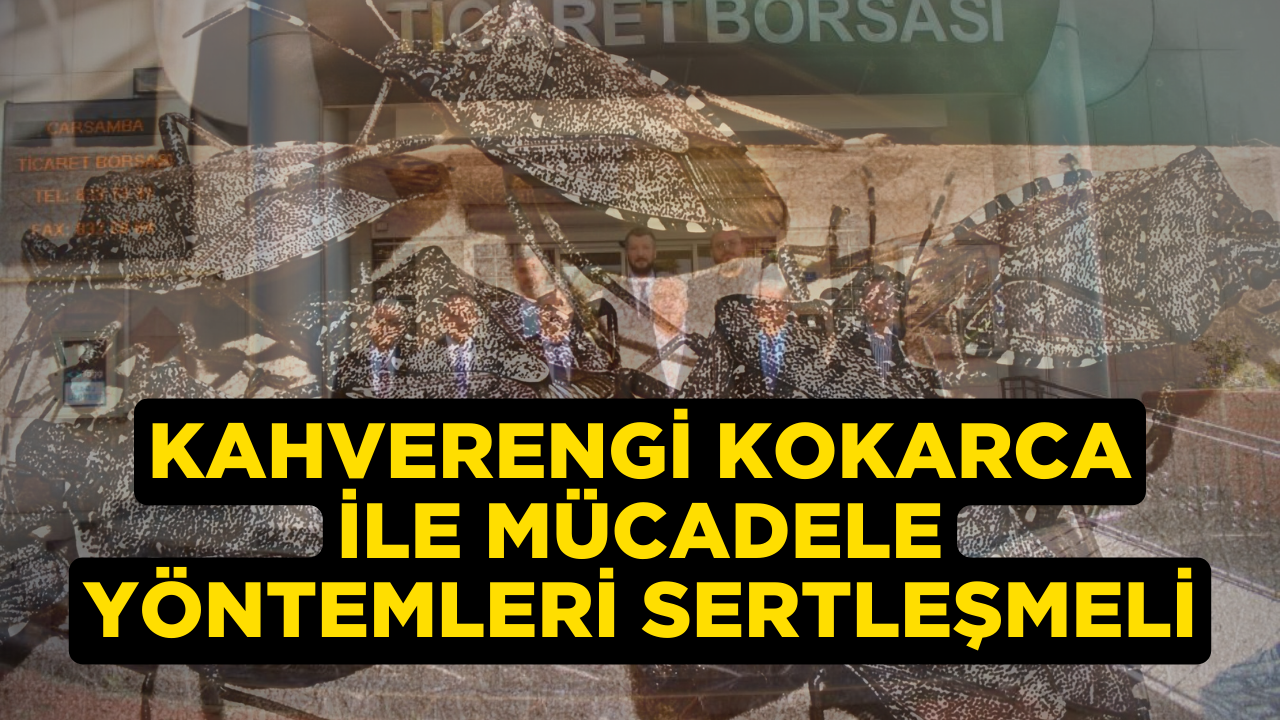 Kahverengi Kokarca İle Mücadele Yöntemleri Sertleşmeli – Ordu Olay Gazetesi