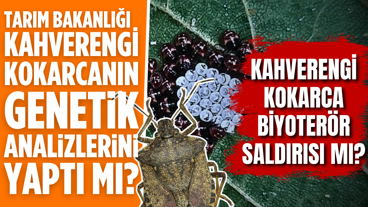 Tarım Bakanlığı Kahverengi Kokarcanın Genetik Analizlerini Yaptı Mı?  Kahverengi Kokarca Biyoterör Saldırısı Mı? – Ordu Olay Gazetesi