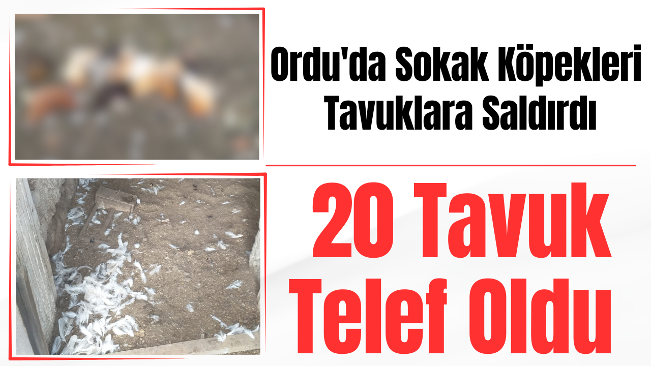 Ordu’da Sokak Köpekleri Tavuklara Saldırdı: 20 Tavuk Telef Oldu – Ordu Olay Gazetesi