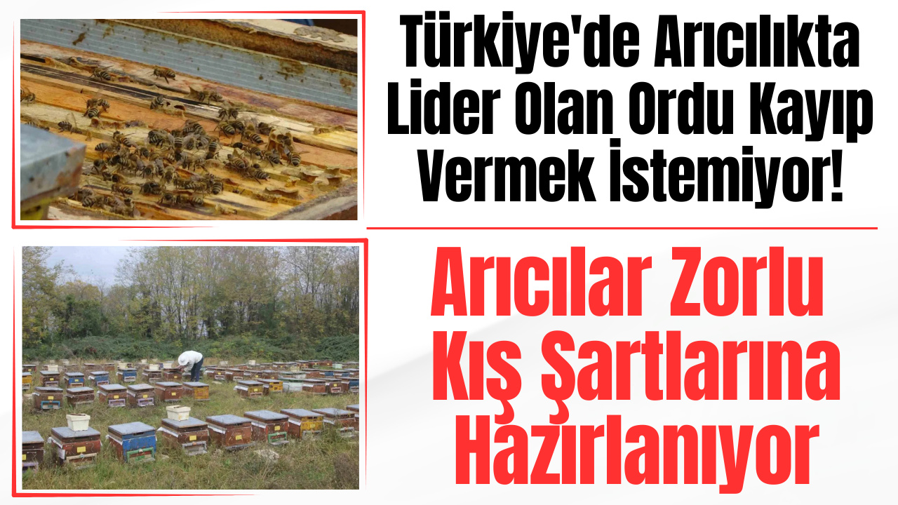 Türkiye’de Arıcılıkta Lider Olan Ordu Kayıp Vermek İstemiyor! Arıcılar Zorlu Kış Şartlarına Hazırlanıyor – Ordu Olay Gazetesi