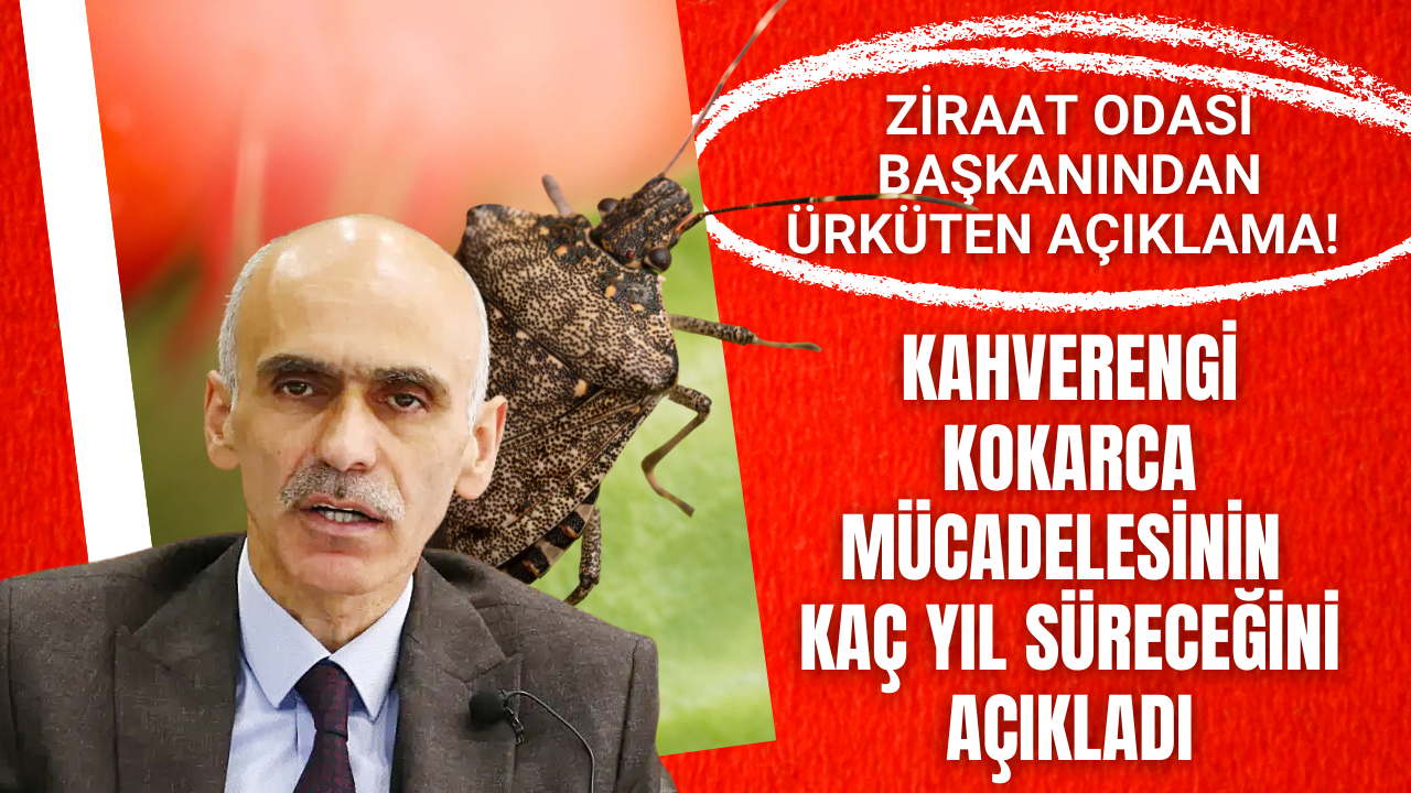 Ziraat Odası Başkanından Ürküten Açıklama! Kahverengi Kokarca Mücadelesinin Kaç Yıl Süreceğini Açıkladı – Ordu Olay Gazetesi