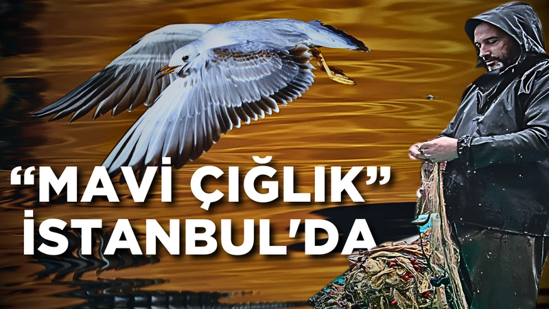 “Mavi Çığlık” İstanbul’da – Ordu Olay Gazetesi