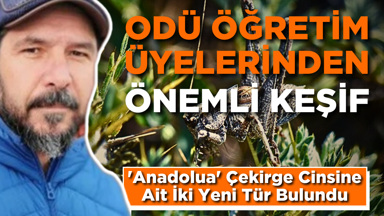 ODÜ Öğretim Üyelerinden Önemli Keşif ‘Anadolua’ Çekirge Cinsine Ait İki Yeni Tür Bulundu – Ordu Olay Gazetesi