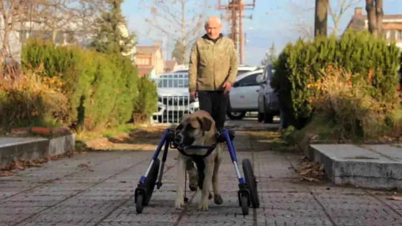 Tamirci Köpeğini Tekerlekli Yürüteçle Canlandırdı